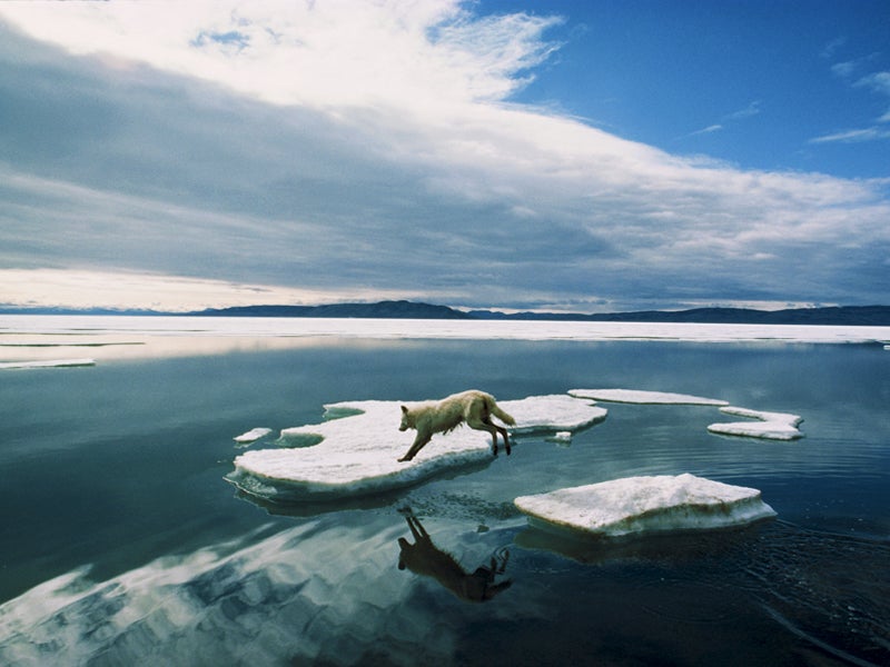 北冰洋近海钻探会扰动与地球任何其他生物不同的生态系统,影响已经受到威胁的野生动物,如北极熊、鲸鱼和海象还会阻扰处理气候变化问题的进展